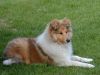 Royal Highness von Old Tom ( Scarlet ) 24.05.07 -1