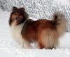 Royal Highness vom old Tom (Scarlet) 22.11.08 -1
