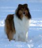 Royal Highness vom old Tom (Scarlet) 22.11.08 -2