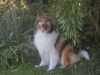 Royal Highness von Old Tom ( Scarlet ) 29.09.08 -1