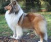 Royal Highness von Old Tom ( Scarlet ) 17.11.08 -2