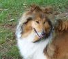 Royal Highness von Old Tom ( Scarlet ) 22.06.09 -1