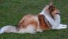 Royal Highness von Old Tom ( Scarlet ) 27.11.09 -1