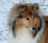 Royal Highness von Old Tom ( Scarlet ) 18.12.09 -2