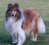 Royal Highness vom old Tom (Scarlet) 18.09.09-5
