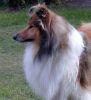 Royal Highness vom old Tom (Scarlet) 18.09.09-2
