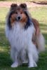 Royal Highness vom old Tom (Scarlet) 18.09.09-1