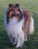 Royal Highness vom old Tom (Scarlet) 18.09.09-4