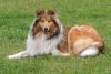 Royal Highness von Old Tom ( Scarlet ) 22.06.09 -2