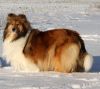 Royal Highness vom old Tom (Scarlet) 22.12.10-4