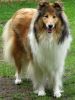 Royal Highness von Old Tom ( Scarlet ) 29..05.10 -4
