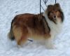 Royal Highness vom old Tom (Scarlet) 25.12.10-6