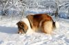 Royal Highness vom old Tom (Scarlet) 22.12.10-2