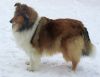 Royal Highness vom old Tom (Scarlet) 25.12.10-7