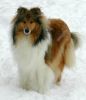Royal Highness von Old Tom ( Scarlet ) 03.01.10 -2