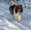 Royal Highness vom old Tom (Scarlet) 22.12.10-1