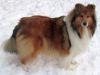 Royal Highness vom old Tom (Scarlet) 25.12.10-3