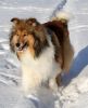 Royal Highness vom old Tom (Scarlet) 22.12.10-5