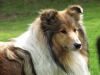 Royal Highness von Old Tom ( Scarlet ) 29..05.10 -7