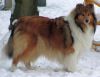 Royal Highness vom old Tom (Scarlet) 25.12.10-5