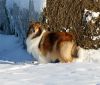 Royal Highness vom old Tom (Scarlet) 22.12.10-6