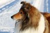 Royal Highness vom old Tom (Scarlet) 22.12.10-7