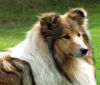 Royal Highness von Old Tom ( Scarlet ) 29..05.10 -8