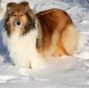 Royal Highness vom old Tom (Scarlet) 22.12.10-3
