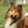 Royal Highness vom old Tom (Scarlet) 22.05.11-4