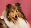 Royal Highness vom old Tom (Scarlet) 11.06.11-2