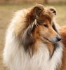Royal Highness vom old Tom (Scarlet) 11.03.11-1