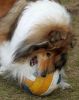 Royal Highness vom old Tom (Scarlet) 25.02.11-3