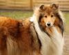 Royal Highness vom old Tom (Scarlet) 11.03.11-2