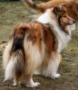 Royal Highness vom old Tom (Scarlet) 25.02.11-1