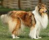 Royal Highness vom old Tom (Scarlet) 22.05.11-2