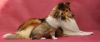 Royal Highness vom old Tom (Scarlet) 11.06.11-3