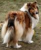 Royal Highness vom old Tom (Scarlet) 25.02.11-2