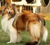 Royal Highness vom old Tom (Scarlet) 22.05.11-5