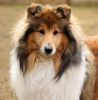 Royal Highness vom old Tom (Scarlet) 11.03.11