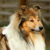Royal Highness vom old Tom (Scarlet) 22.05.11-3
