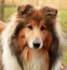 Royal Highness von Old Tom ( Scarlet ) 21.01.11 -5
