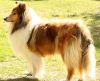 Royal Highness vom old Tom (Scarlet) 22.05.11-1