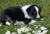 Chico von der Sheltieban.de 04.05.08 -4
