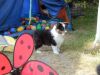Chico von der Sheltieban.de 06.07.08 -3