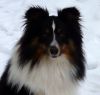 Chico von der Sheltieban.de 18.12.09 -5