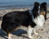 Chico von der Sheltieban.de 20.09.09 -2