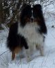 Chico von der Sheltieban.de 18.12.09 -7