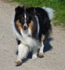 Chico von der Sheltieban.de 21.04.09 -2