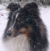 Chico von der Sheltieban.de 04.01.10 -1