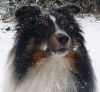Chico von der Sheltieban.de 04.01.10 -3